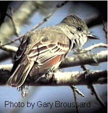 Ash-throated Flycatcher